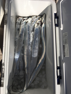 釣り人家さんタチウオ便