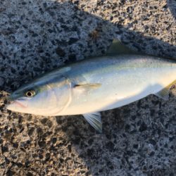 1年がかりで初ハマチ！