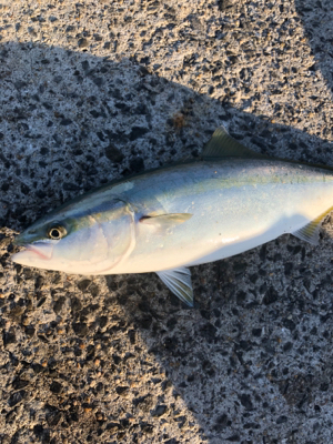 1年がかりで初ハマチ！