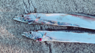 渋太刀&ノー青もノー