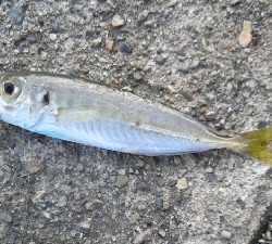 カマスが釣れました。