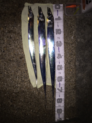 干潮までの短時間釣行