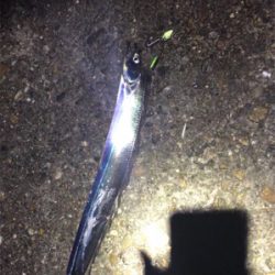 尻尾のないタチウオGET (^^)v