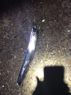 尻尾のないタチウオGET (^^)v