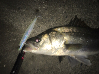 雨後はやっぱり