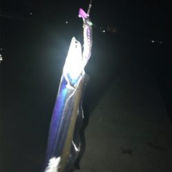 1匹でもタチウオ