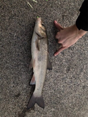 夕まずめ狙い投げ釣り