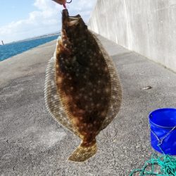 ヒラメとサヨリ