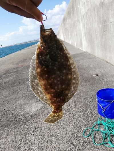 ヒラメとサヨリ