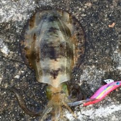 まだまだ修行中です