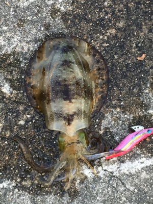 まだまだ修行中です