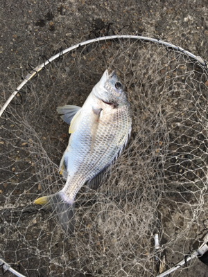 タチウオあか〜ん