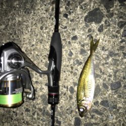 ナイトアジング