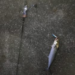 朝まずめサゴシ