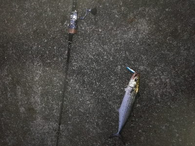 朝まずめサゴシ