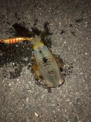 イカさん〜何処へ？