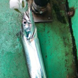 太刀魚  須磨沖  大潮