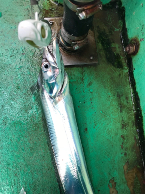 太刀魚  須磨沖  大潮