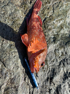 沖磯ショアジギング