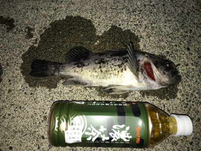 ロックフィッシュ