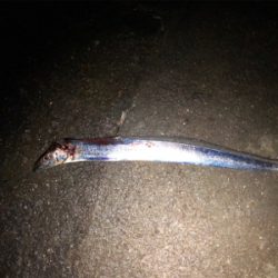 短時間タッチー勝負