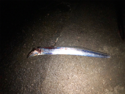 短時間タッチー勝負