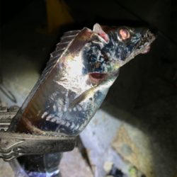 ワインドで2.エサは0