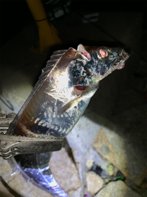 ワインドで2.エサは0