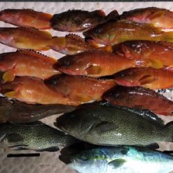 大漁！！根魚ジギング