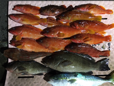 大漁！！根魚ジギング