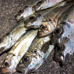 小アジ釣れています。