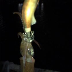 裏切らないヒイカ釣り(^^)