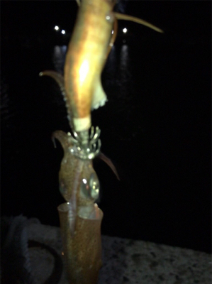 裏切らないヒイカ釣り(^^)