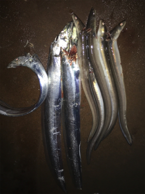 アナゴの方がおいしい！