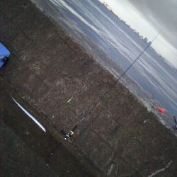 活性高いかも?ただしチビ