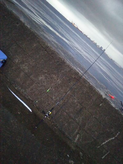 活性高いかも?ただしチビ