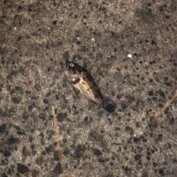 アジング、メバリング