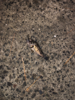 アジング、メバリング