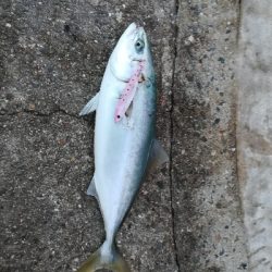 ジグパラブレード