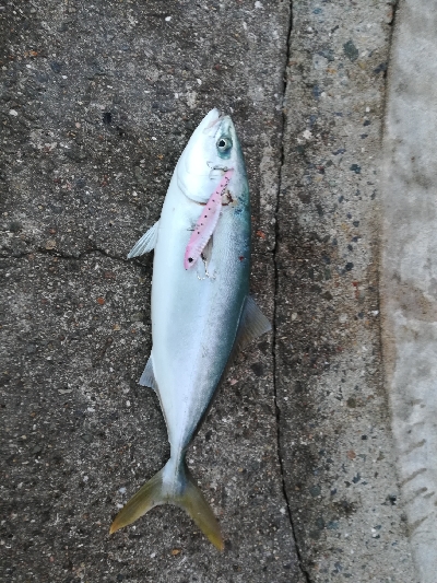 ジグパラブレード