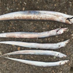 青物が釣りたくて！