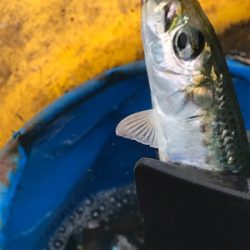 イワシ大漁 毎週