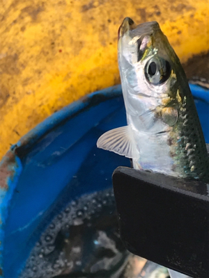 イワシ大漁 毎週