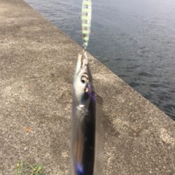 早朝ショアジギング