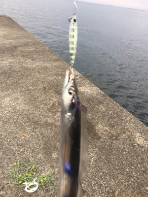 早朝ショアジギング