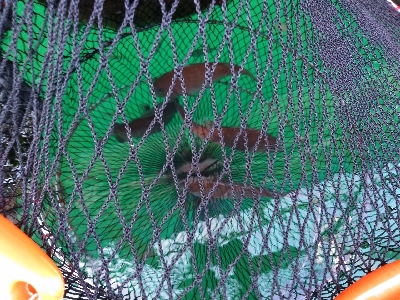 今年最後？の海上釣堀