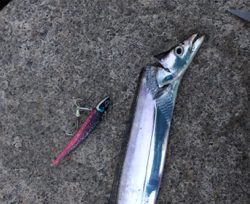 南芦屋浜タチウオ