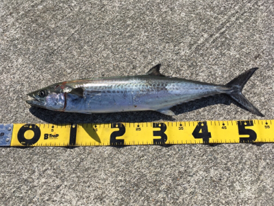 コスモでサゴシ(^^)