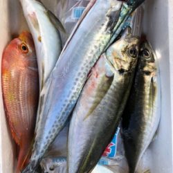 エサ、ショアジギ（╹◡╹）