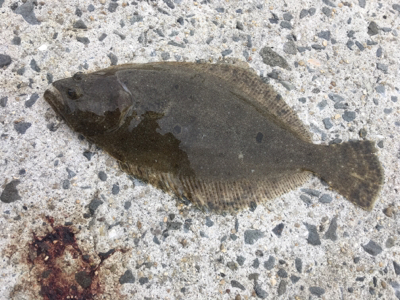 本命はどこにいるのやら